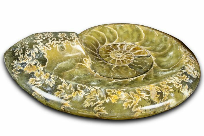Polished Fossil Ammonite Dish - Madagascar #361378